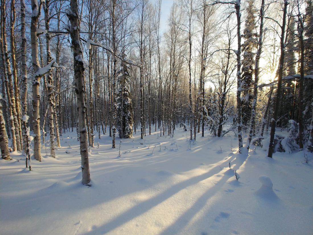 Where Does Chaga Grow and How to Identify – Birch Gold Chaga