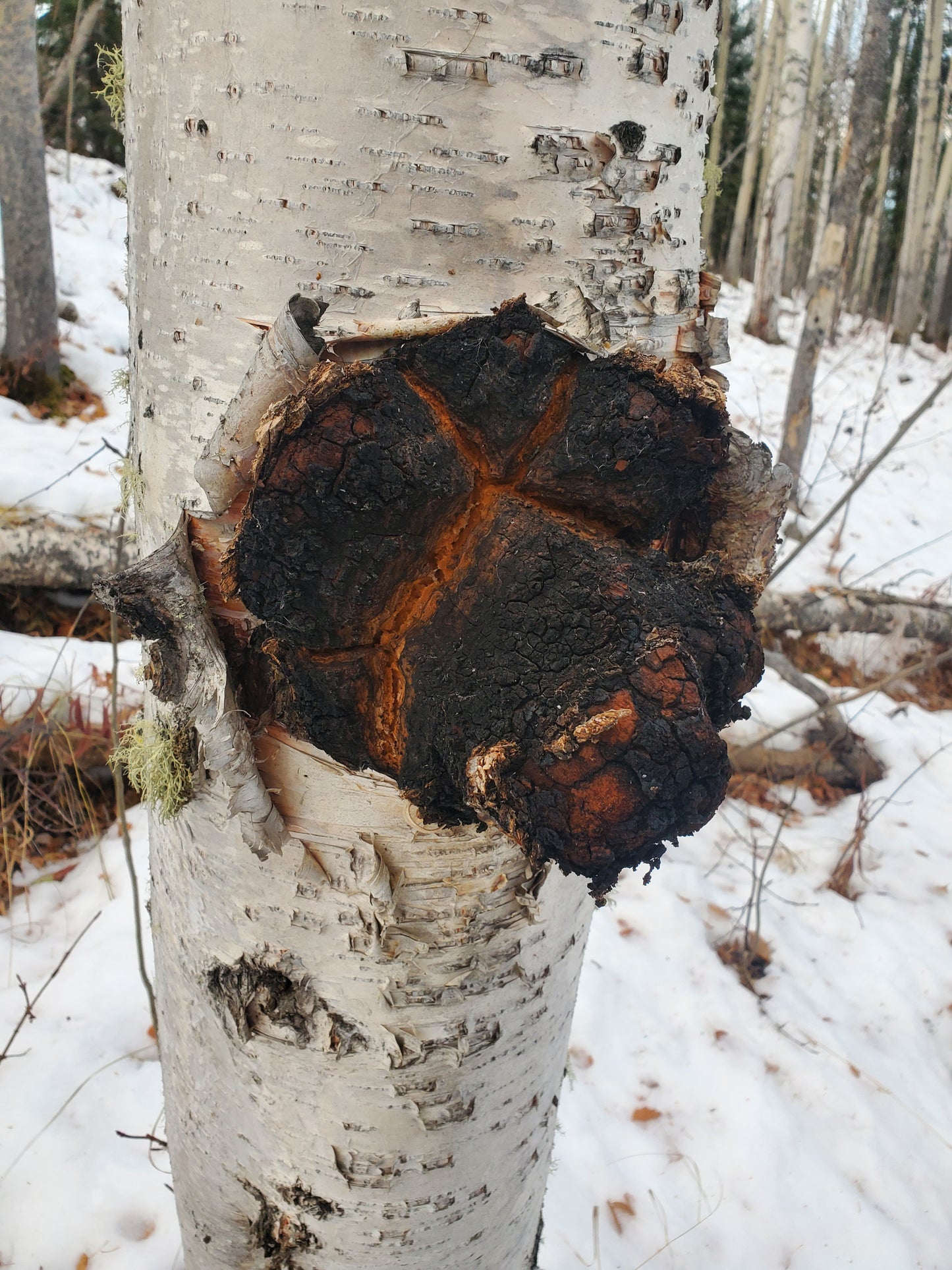 Alaska's Finest Chaga (Ground)