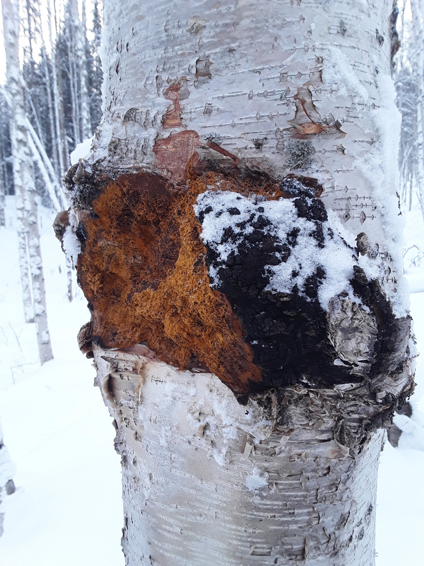 Alaska's Finest Chaga (Ground)